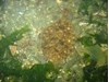 Photo of Rock Sole - Pleuronectes bilineatus